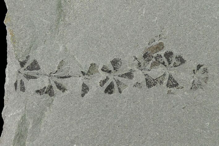 Pennsylvanian Fossil Horsetail (Sphenophyllum) Plate - Kentucky #142419